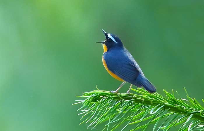 Vogelbeobachtung und Naturschutzgebiete in Sri Lanka