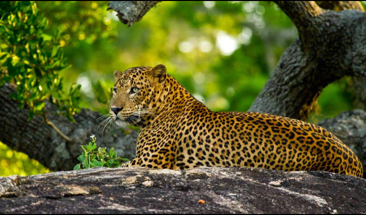 Nationalparks und Safaris in Sri Lanka
